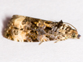 Endothenia marginana
